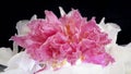 Dried pink peony flower and dry petals white orchid