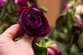 A dried pink rose flower holds in his hand against the background of other multicolor roses. Selective focus Royalty Free Stock Photo