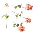 Dried pink rose over the white background Royalty Free Stock Photo