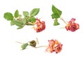 Dried pink rose over the white background Royalty Free Stock Photo