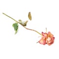 Dried pink rose over the white background Royalty Free Stock Photo