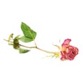 Dried pink rose over the white background Royalty Free Stock Photo