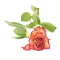 Dried pink rose over the white background Royalty Free Stock Photo