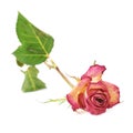 Dried pink rose over the white background Royalty Free Stock Photo