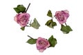 Dried pink roses isolated on white background.