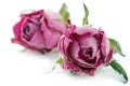 Dried pink roses on white background