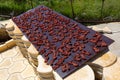 Dried pitted apricots on panels to dry in sun in backyard outdoors. Royalty Free Stock Photo