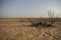 A dried plant on a deserted area, the dubai desert Royalty Free Stock Photo