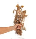 Dried plant in hand isolated on white background
