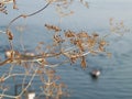 Dried plant and Lake Ochrid