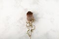 Dried plant, one flower Silybum marianum, milk thistle or Scotch thistle on grey textured background. Herbal superfood for aiding