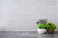 Dried plant pot on white brick wall texture background