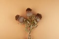 Dried plant, Silybum marianum, milk thistle or Scotch thistle. Herbal extract, superfood for aiding liver function. Strong