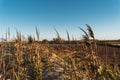 Dried plant stems in front of a empty field