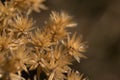 Dried plant in the sunshine