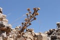 Dried plant thorn among the stones of historical ruins of the summer