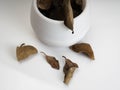 A dried plant on a white plastic pot Royalty Free Stock Photo