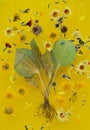 Dried plantain and flowers laid out on a yellow background, levitation. The concept of traditional medicine