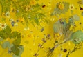 Dried plantain and flowers laid out on a yellow background, levitation. The concept of traditional medicine, phytotherapy,