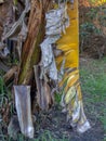 Dried plantain leaf still hanging from the tree