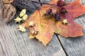 dried plants, berries, nuts and yellow autumn maple leave on rustic wooden background Royalty Free Stock Photo
