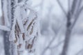 Dried plants covered with snow. Frost on dry grass. Close-up Royalty Free Stock Photo