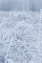 Dried plants covered with snow. Frost on dry grass. Close-up Royalty Free Stock Photo