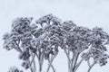 Dried plants covered with snow. Frost on dry grass. Close-up Royalty Free Stock Photo