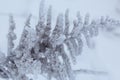 Dried plants covered with snow. Frost on dry grass. Close-up Royalty Free Stock Photo