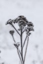 Dried plants covered with snow. Frost on dry grass. Close-up Royalty Free Stock Photo