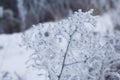 Dried plants covered with snow. Frost on dry grass. Close-up Royalty Free Stock Photo