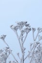 Dried plants covered with snow. Frost on dry grass. Close-up Royalty Free Stock Photo