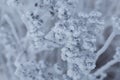 Dried plants covered with snow. Frost on dry grass. Close-up Royalty Free Stock Photo
