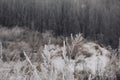 Dried plants covered with snow. Frost on dry grass. Close-up Royalty Free Stock Photo