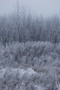Dried plants covered with snow. Frost on dry grass. Close-up Royalty Free Stock Photo