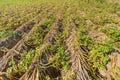 Dried plants on european potato field in summer Royalty Free Stock Photo