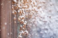 Dried plants on the fence in the winter garden under the snow. Royalty Free Stock Photo