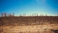 Dried plants in the Gobi Desert, China