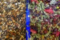 Dried plants and herbal teas in the bazaar