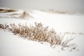 Dried plants in the snow