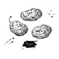 Dried plum set. Prune vector drawing. Hand drawn dehydrated fruit illustration. Royalty Free Stock Photo