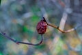 Dried pomegranate Royalty Free Stock Photo