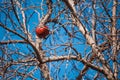 Dried pomegranate on tree