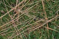 Dried ponderosa pine needles on spring grass Royalty Free Stock Photo