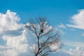 Dried poplar tree, beautiful blue sky with white clouds Royalty Free Stock Photo