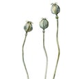 Dried poppies. Dry Flower buds. Watercolour illustration isolated on white background. Watercolor art. Royalty Free Stock Photo