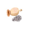 Dried poppy capsule and seeds. poppy head isolated, ripe poppy seed pod. Popie