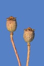 Dried poppy capsules against blue sky Royalty Free Stock Photo