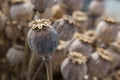 Dried poppy head. Opium drugs