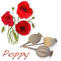 Dried poppy head vector